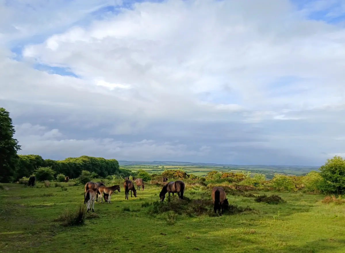 A herd of Exmoor ponies grazing in a field, with wooded hills beyond